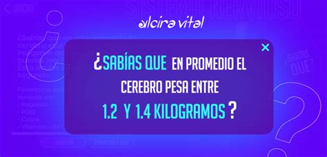 Conoce Tu Sistema Nervioso Alcira Vital