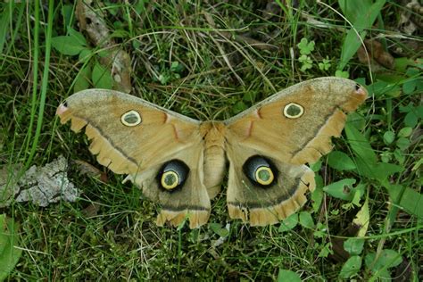 Spicebush Log: A Polyphemus Moth