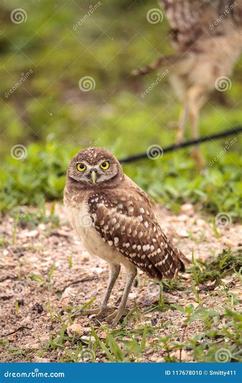 Family with Baby Burrowing Owls Athene Cunicularia Perched Outside a ...