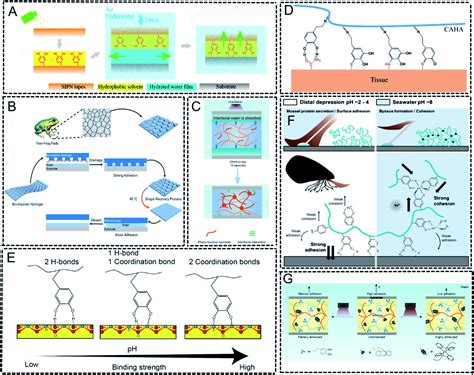 Hydrogels For Underwater Adhesion Adhesion Mechanism Design