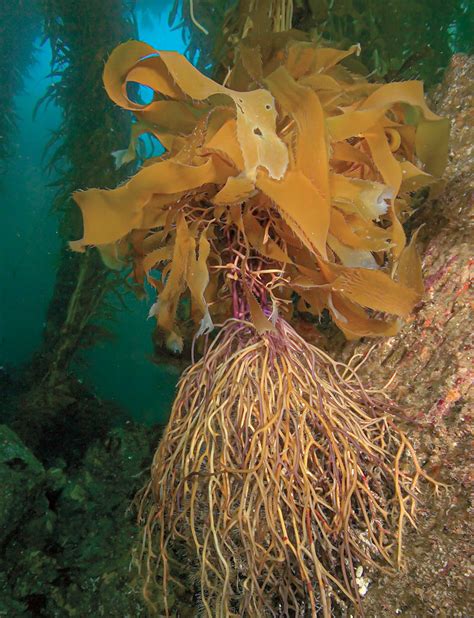 Forests of Giant Kelp | California Diving News