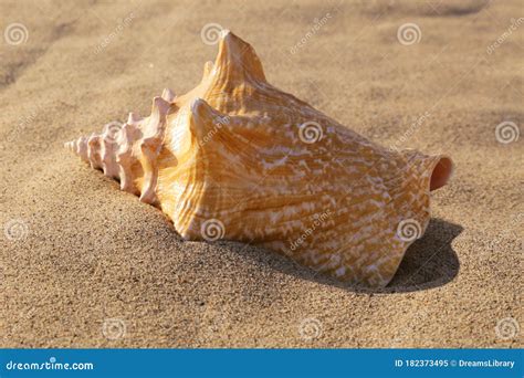 Large Conch Shell On The Beach 3 Stock Image Image Of Shell Sunny