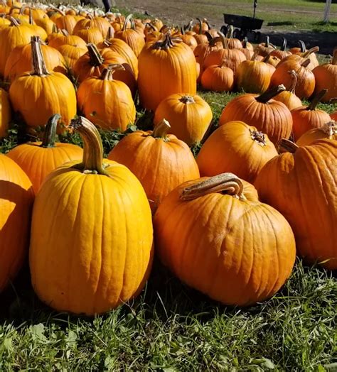 Pumpkin Treats For Chickens Fresh Eggs Daily With Lisa Steele