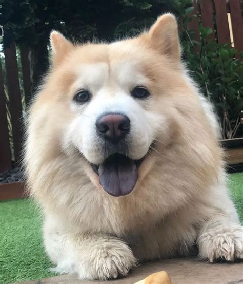 45 Cute Chow Chow Mix Husky L2sanpiero