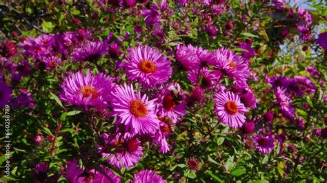 Honey Bees And Bumblebee On Pink Flowers Perennial Flowers