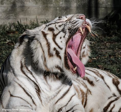 Yawn DSC3436 Lr Ignacio Ferre Pérez Flickr