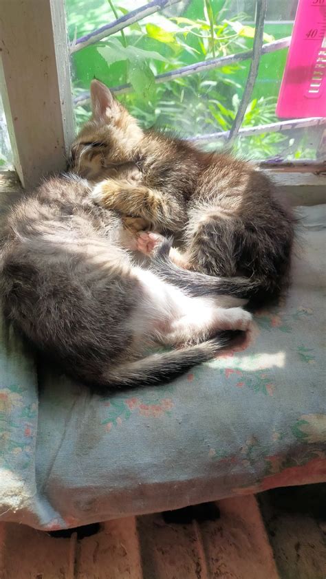 Котята в добрые руки: Безкоштовно - Безкоштовно (тварини і в'язка) Кам ...