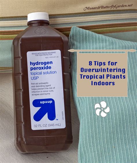 Hydrogen Peroxide For Plants Fungus Gnats - Plant Ideas