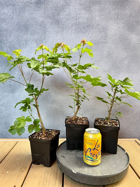 Field Maple | Appalachian Plantworks