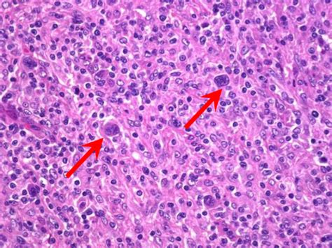 Bio Unit Histology Flashcards Quizlet