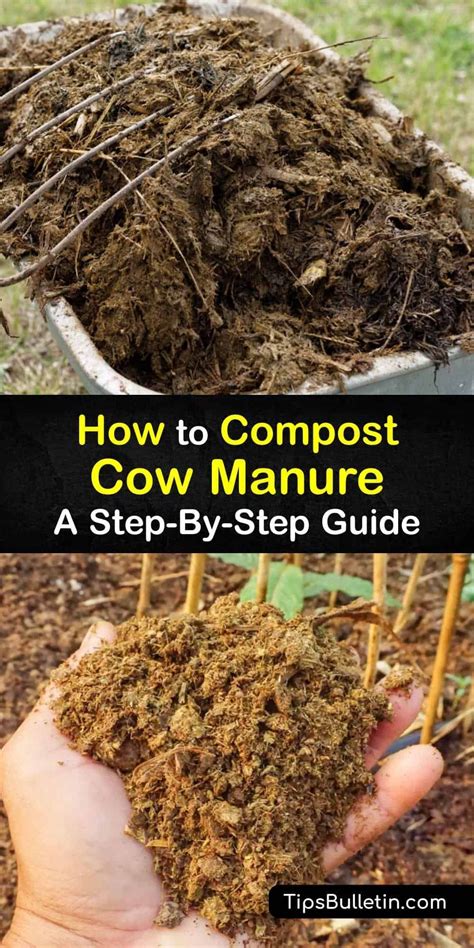 How to Compost Cow Manure - A Step-By-Step Guide | Cow manure, Manure ...