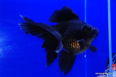 Black Telescope Eye Goldfish 7 Has A Beautiful Deep Body And Is A