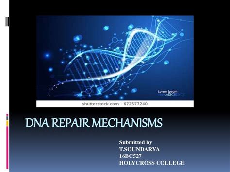 DNA repair mechanisms