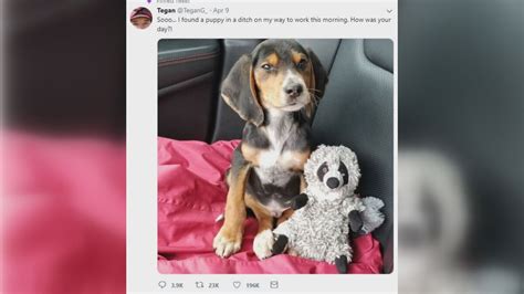 Larry the dog is a viral sensation, bringing in thousands of dollars to
