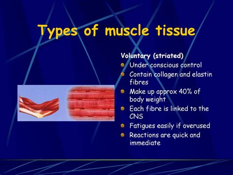 The Muscular System Ppt Download