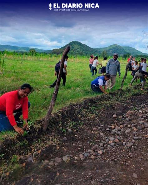 Campa A Nacional De Reforestaci N El Diario Nica