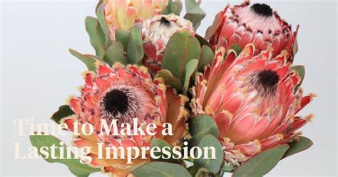 The Strikingly Beautiful And Fluffy Protea Barbigera