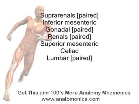 Descending Abdominal Aorta Mnemonic YouTube