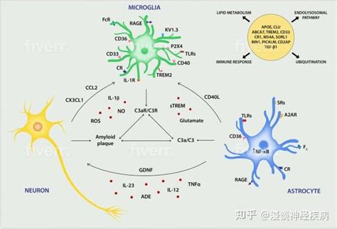 小胶质细胞和星形胶质细胞参与的神经变性和相关疾病 知乎