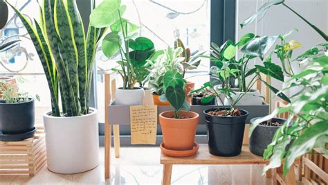 Plantas De Interior Resistentes E Decorativas Como Combin Las Seu