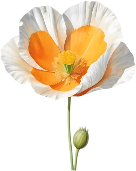 Californias Beloved Orange Wildflower Illustration. . 49954960 PNG