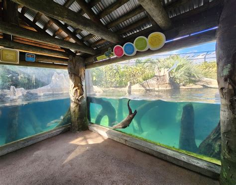 Brevard Zoo 2023 Giant Otter Exhibit Rainforest Revealed Zoochat