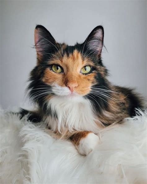 31 Calico Maine Coon Cats That Deserve An "Awww" - MaineCoon.org