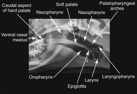 Dog Larynx Anatomy