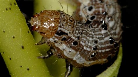 Gm Crops Touted For Pest Resistance Rapidly Breed Resistant Pests