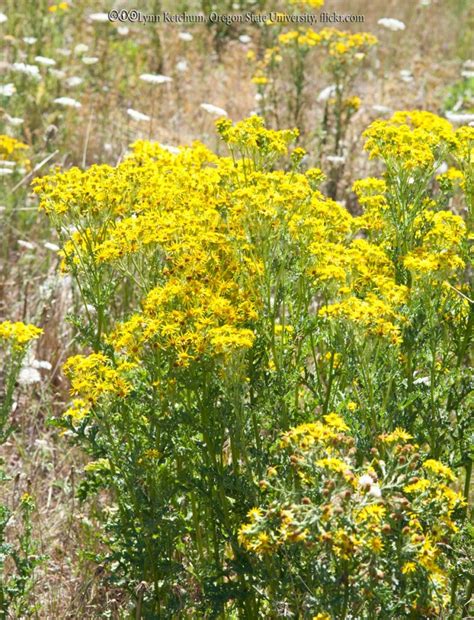 tansy ragwort bonide