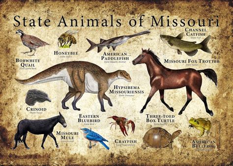 Missouri State Animals Poster Print - Etsy