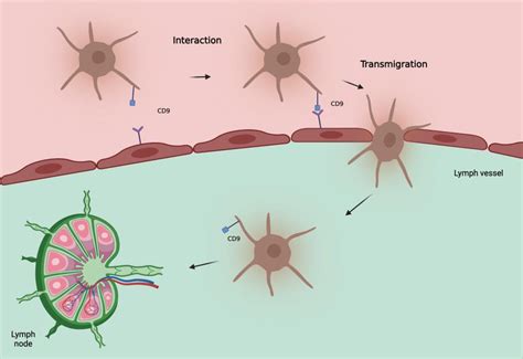 Hypothetical Model Of Involvement Of Tetraspanin Cd9 In Metastatic