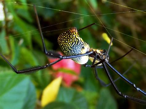 Golden Silk Spider Florida Wildlife Federation