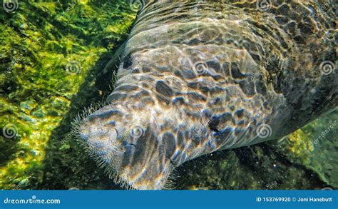 Manatee Swimming in a Florida for Winter Stock Photo - Image of ...