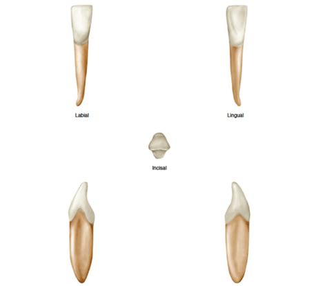 Incisivos Descrição Anatômica Odontoup