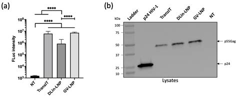 Pharmaceutics Free Full Text Dlin Mc Containing Mrna Lipid