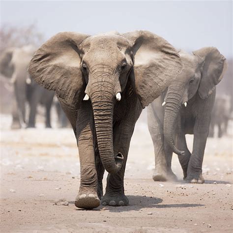 African Elephant Front View Stock Photos Pictures And Royalty Free