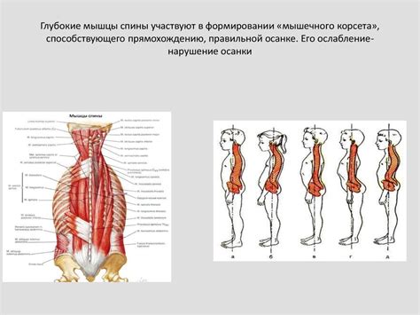 Мышечный корсет для позвоночника - 92 фото