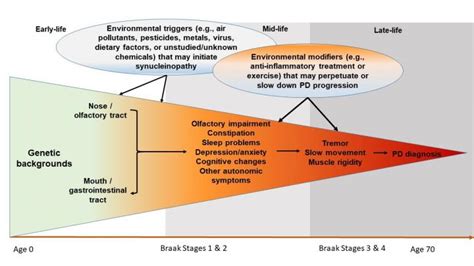 Braak Stages [image] Eurekalert Science News Releases