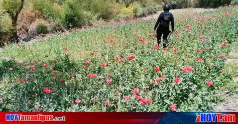 Hoy Tamaulipas Destruyen En La Montania De Guerrero Un Plantio De Amapola