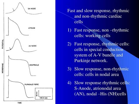 Ppt Section 2 Electrophysiology Of The Heart Powerpoint Presentation