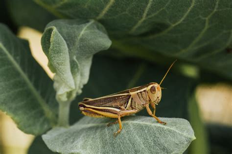 A Grasshopper Like Soft Material Can Jump 200 Times Above Its Thickness Ars Technica