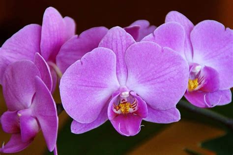 The Symbolism of Orchids (7 Surprising Meanings)