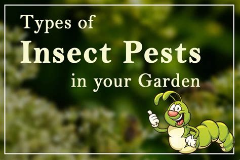 Types of Insect Pests in your Garden – Ugaoo