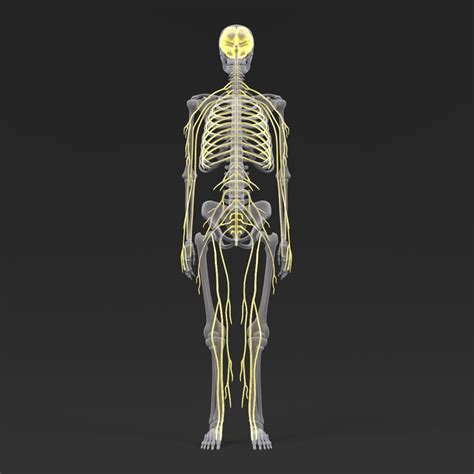 3d anatomy human model