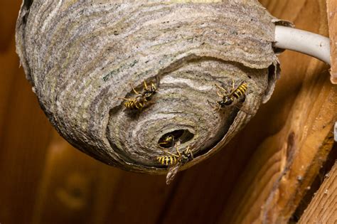 What To Do When You Find Wasps In The House Pest Control Long Island