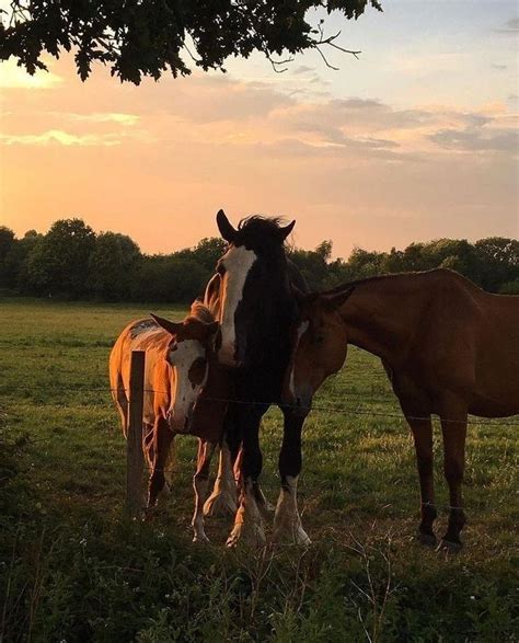 Aesthetics Horse Aesthetic Horses Horse Life