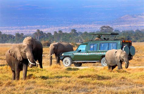 Maasai Mara National Reserve How To Plan Book And Enjoy A 2023