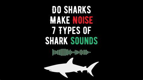 Do Sharks Make Noise? 7 Types of Shark Sounds - Shark Truth