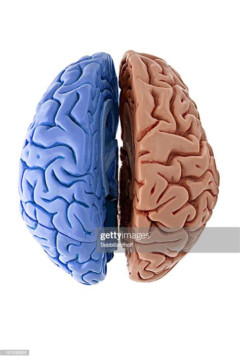 Top View Of A Bipolar Brain High Res Stock Photo Getty Images